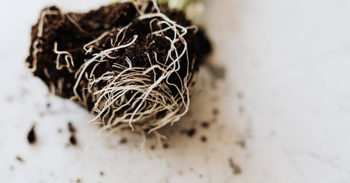 Close-up of plant roots entangled with soil on a light surface.