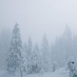 A hiker in a snowy forest surrounded by tall trees covered in snow and fog.