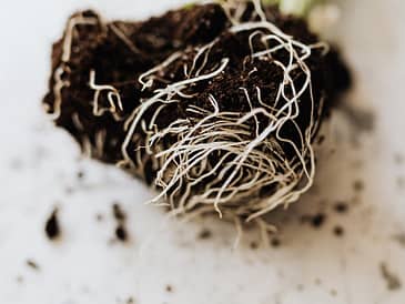 Close-up of plant roots entangled with soil on a light surface.
