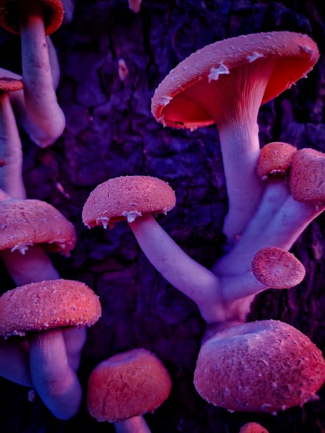 brown mushroom in closeup photography